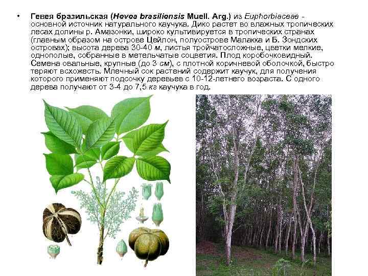  • Гевея бразильская (Hevea brasiliensis Muell. Arg. ) из Euphorbiaceae - основной источник