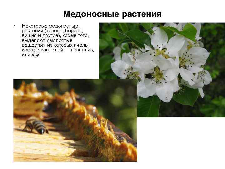 Медоносные растения • Некоторые медоносные растения (тополь, берёза, вишня и другие), кроме того, выделяют