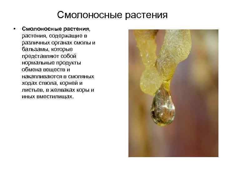 Смолоносные растения • Смолоносные растения, содержащие в различных органах смолы и бальзамы, которые представляют
