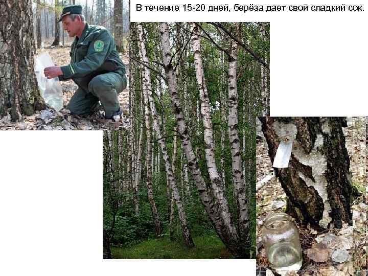 В течение 15 -20 дней, берёза дает свой сладкий сок. 