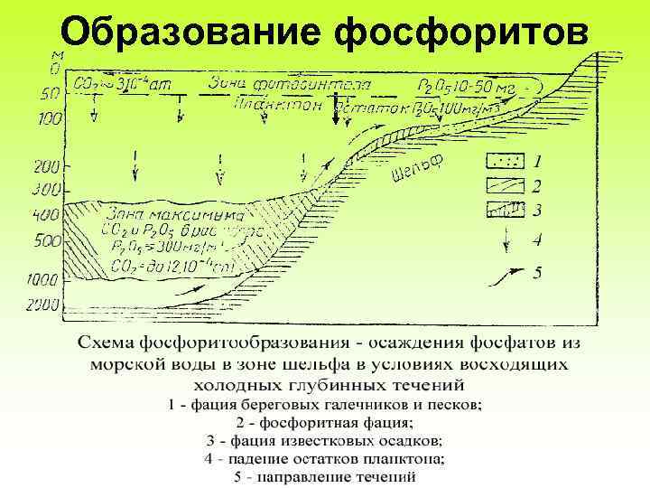 Образование фосфоритов 