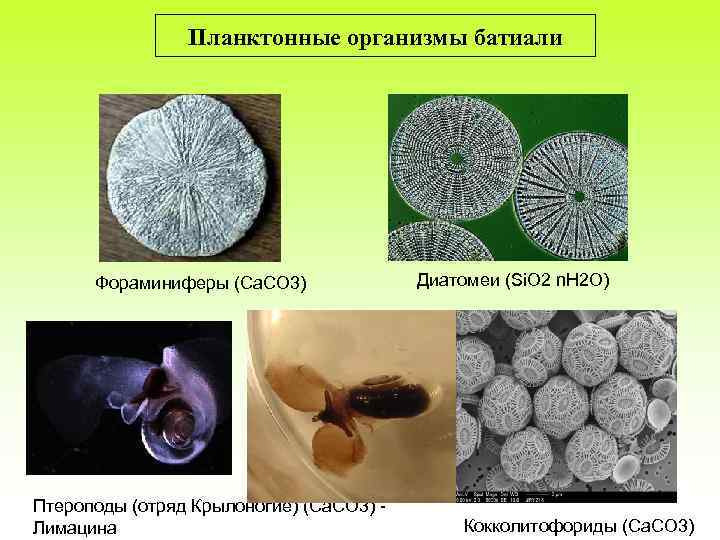 Планктонные организмы батиали Фораминиферы (Ca. CO 3) Птероподы (отряд Крылоногие) (Ca. CO 3) Лимацина