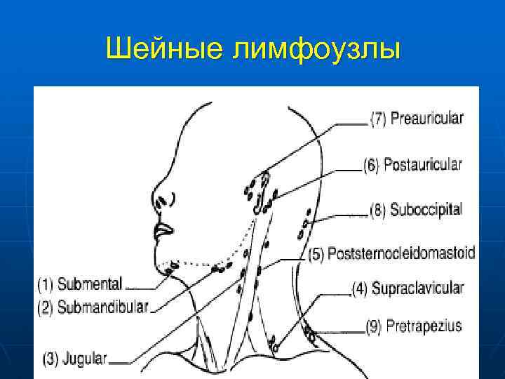 На шее лимфоузлы где расположены у человека. Расположение лимфоузлов на шее спереди схема. Схема расположения лимфатических узлов на шее. Лимфатические узлы на шее у ребенка схема.