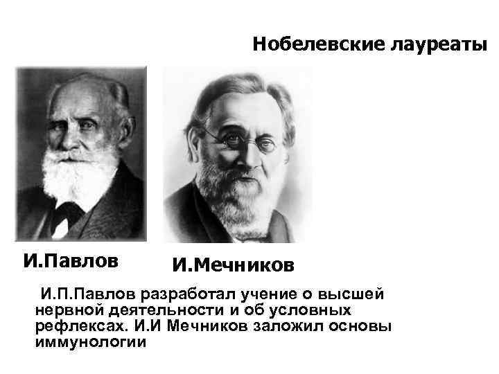 Нобелевские лауреаты И. Павлов И. Мечников И. П. Павлов разработал учение о высшей нервной