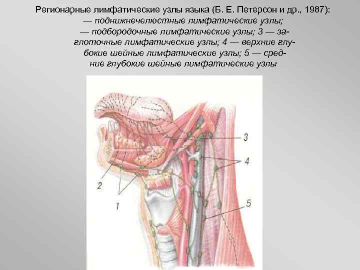 Рот узел. Регионарные лимфоузлы поднижнечелюстные шейные. Регионарные лимфоузлы языка. Регионарные шейные лимфатические узлы.