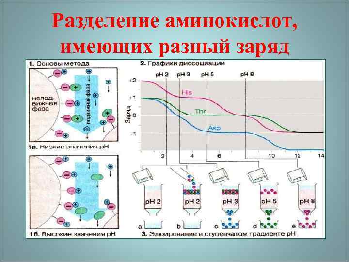 Хроматография методы разделения. Разделение аминокислот методом ионообменной хроматографии. Ионообменная хроматография схема. Ионообменная хроматография аминокислот. Методы разделения аминокислот.