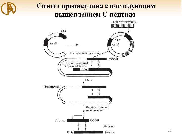 Синтез проинсулина с последующим выщеплением С-пептида 10 