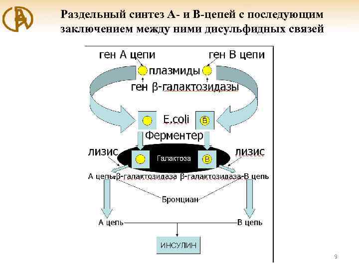 Раздельный синтез А- и В-цепей с последующим заключением между ними дисульфидных связей 9 