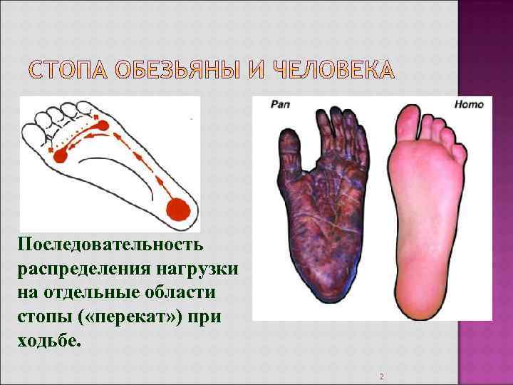 Последовательность распределения нагрузки на отдельные области стопы ( «перекат» ) при ходьбе. 2 