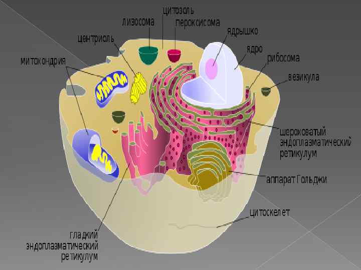 Клетка исполнитель. Везикула это в биологии. Везикула в животной клетке. Где находится везикула в клетке. Везикула в клетке рисунок.
