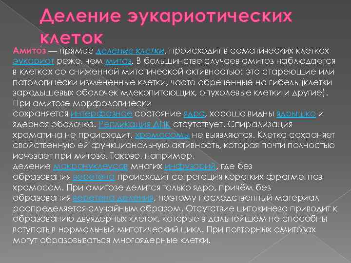 Деление эукариотических клеток Амито з — прямое деление клетки, происходит в соматических клетках эукариот