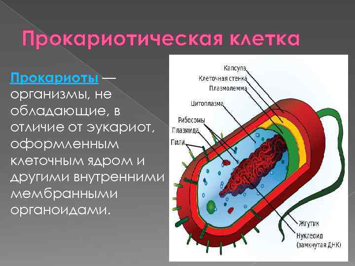 Прокариотическая клетка Прокариоты — организмы, не обладающие, в отличие от эукариот, оформленным клеточным ядром