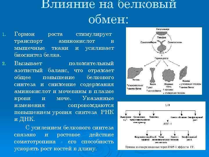 Влияние на белковый обмен: 1. 2. Гормон роста стимулирует транспорт аминокислот в мышечные ткани