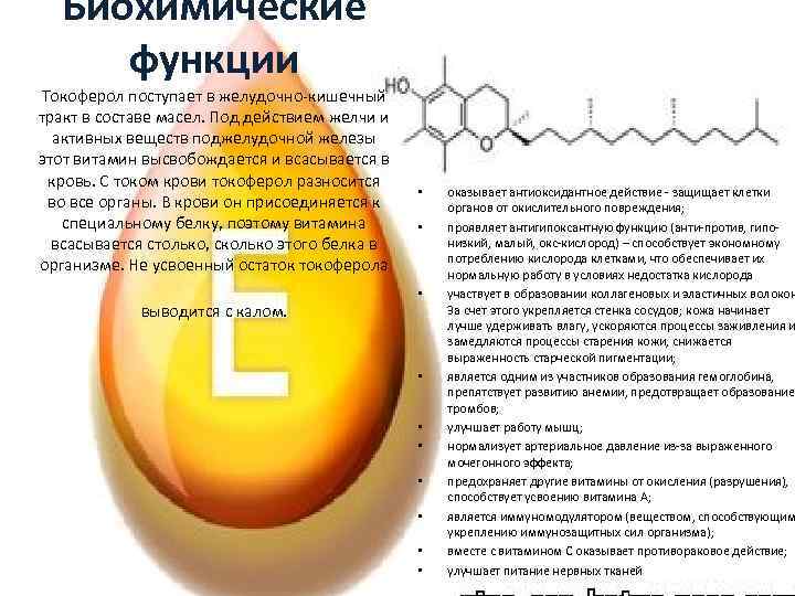 Биохимические функции Токоферол поступает в желудочно-кишечный тракт в составе масел. Под действием желчи и