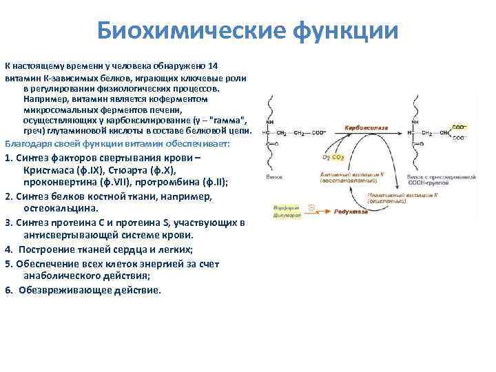 Биохимические функции К настоящему времени у человека обнаружено 14 витамин К-зависимых белков, играющих ключевые