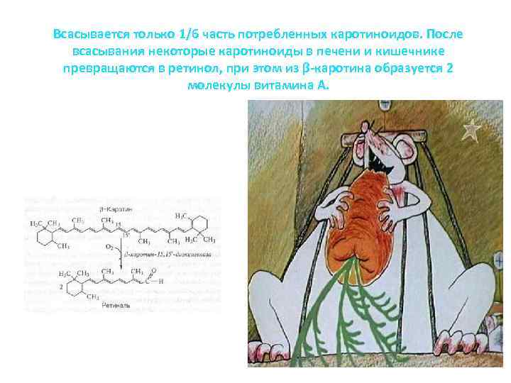 Всасывается только 1/6 часть потребленных каротиноидов. После всасывания некоторые каротиноиды в печени и кишечнике