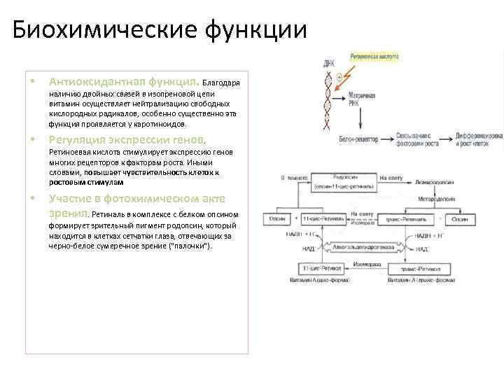 Биохимические функции • Антиоксидантная функция. Благодаря наличию двойных связей в изопреновой цепи витамин осуществляет