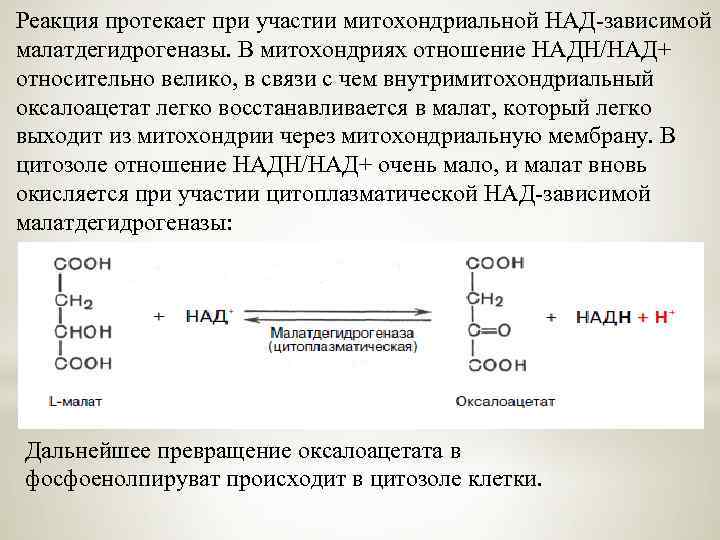Реакция протекает при участии митохондриальной НАД-зависимой малатдегидрогеназы. В митохондриях отношение НАДН/НАД+ относительно велико, в