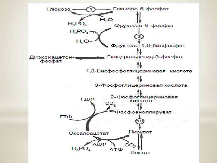 Внутриклеточный метаболизм глюкозы схема