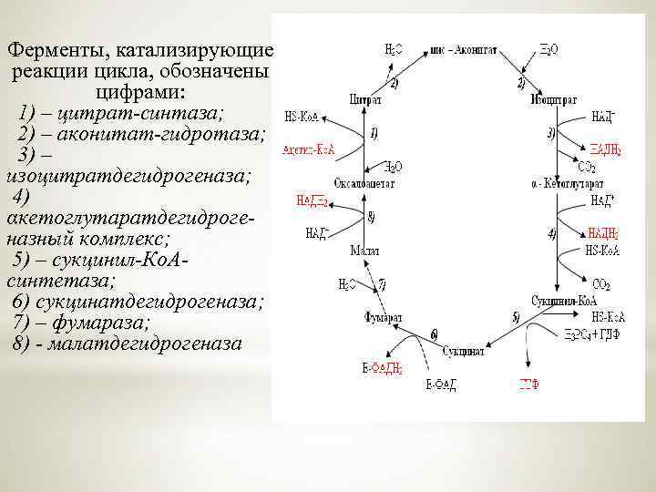 Реакции цикла