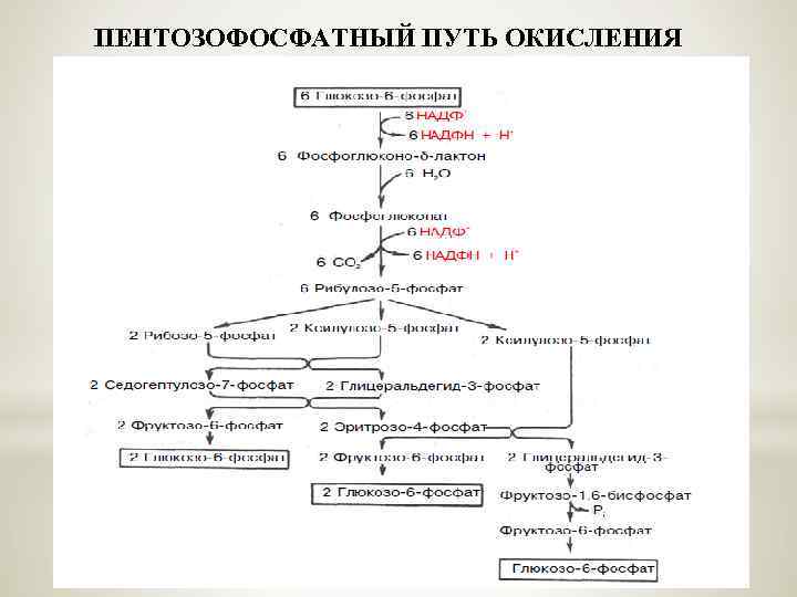 ПЕНТОЗОФОСФАТНЫЙ ПУТЬ ОКИСЛЕНИЯ УГЛЕВОДОВ 
