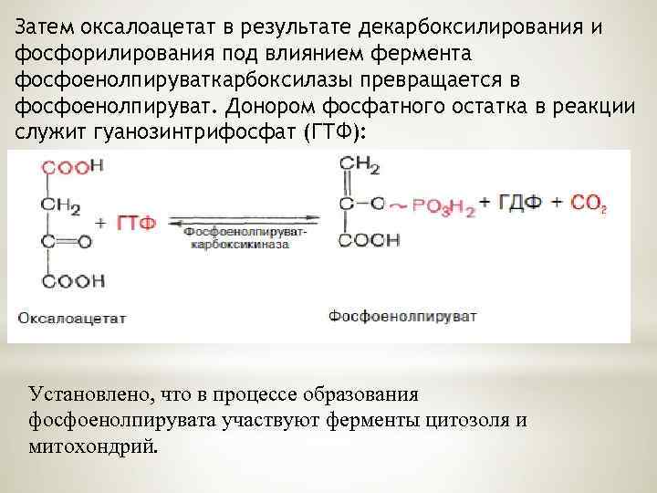 Затем оксалоацетат в результате декарбоксилирования и фосфорилирования под влиянием фермента фосфоенолпируваткарбоксилазы превращается в фосфоенолпируват.