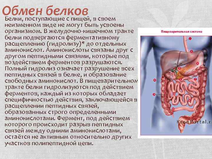 Обмен белков Белки, поступающие с пищей, в своем неизменном виде не могут быть усвоены