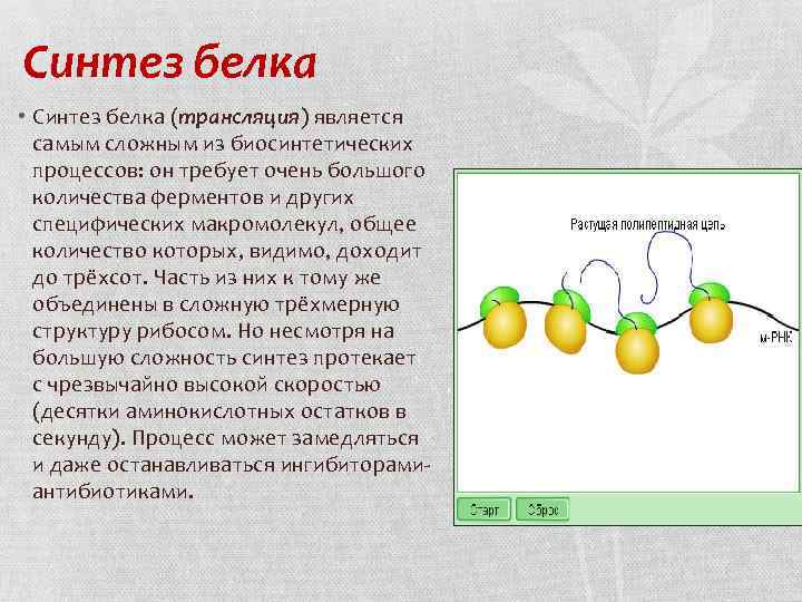 Синтез белков из аминокислот