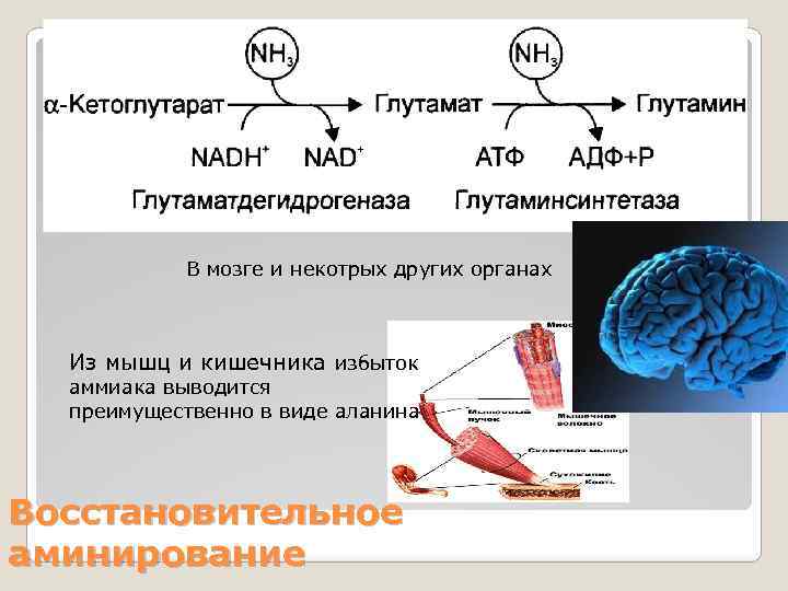 В мозге и некотрых других органах Из мышц и кишечника избыток аммиака выводится преимущественно