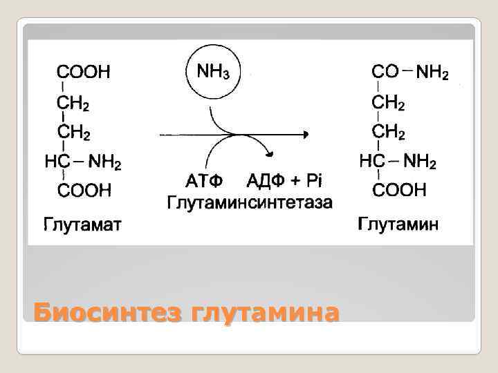 Биосинтез глутамина 