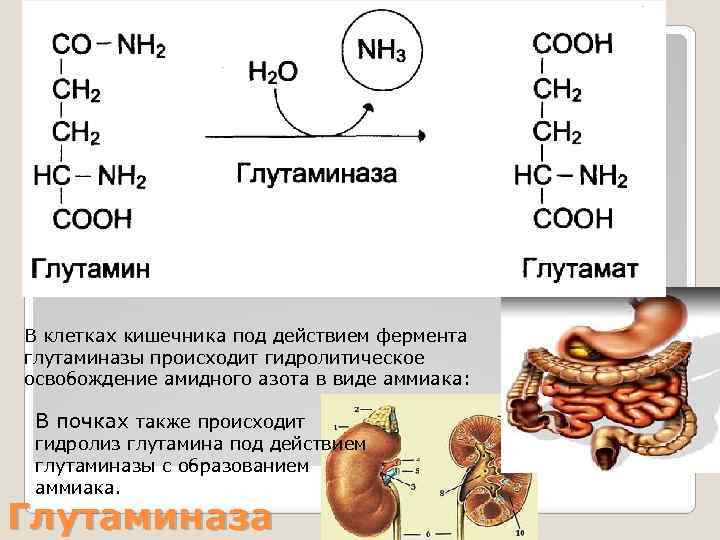 Наличие гидролитических ферментов