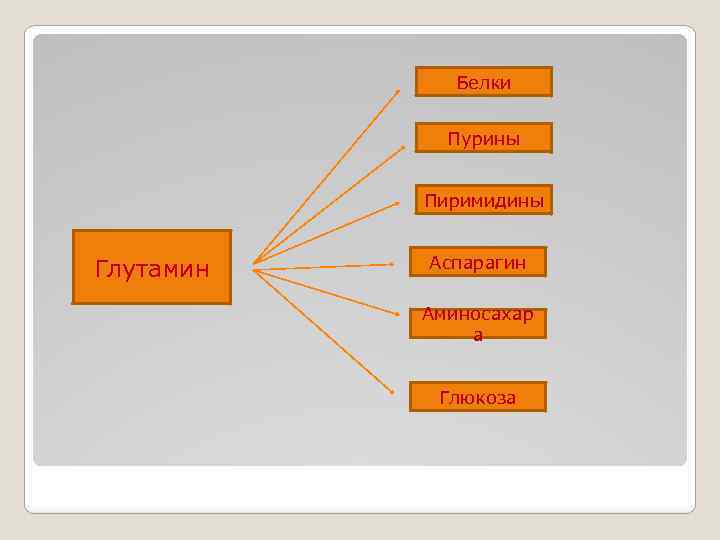 Белки Пурины Пиримидины Глутамин Аспарагин Аминосахар а Глюкоза 