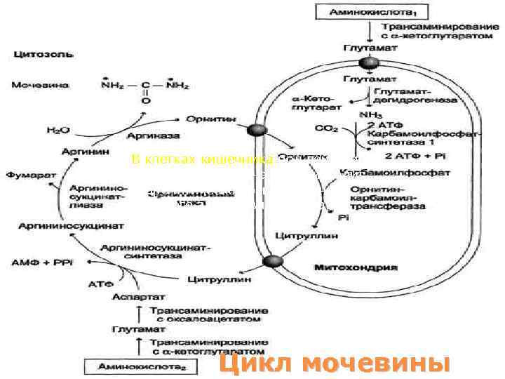 Временное обезвреживание аммиака виды