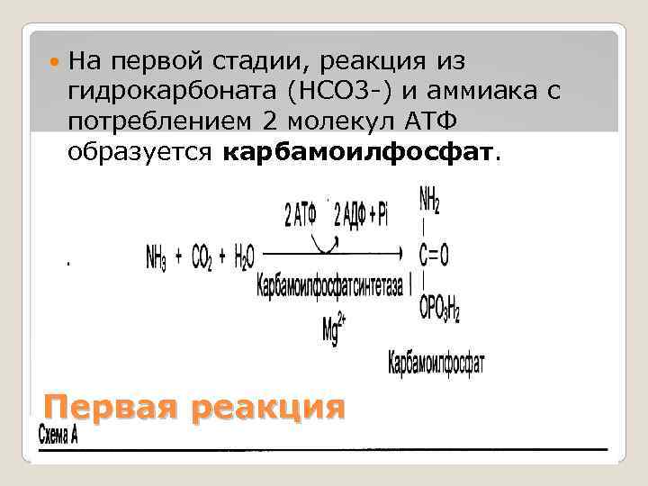  На первой стадии, реакция из гидрокарбоната (НСО 3 -) и аммиака с потреблением