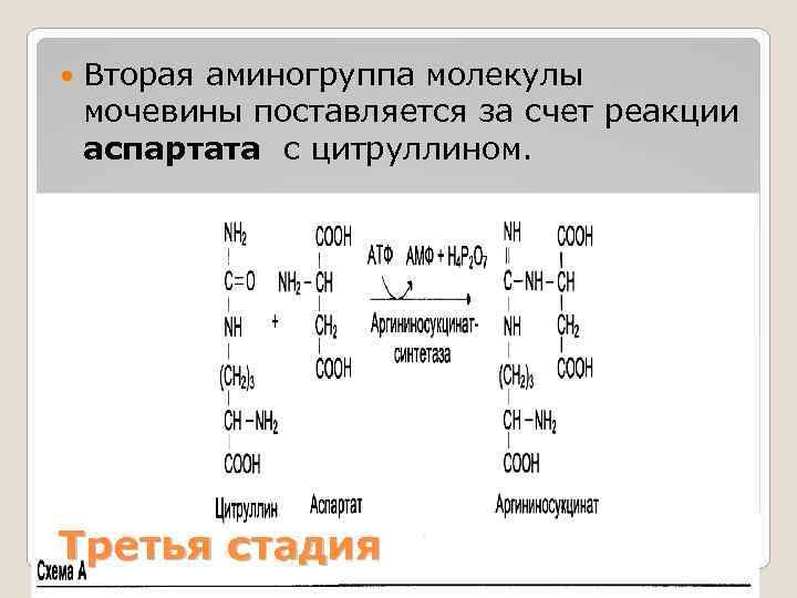  Вторая аминогруппа молекулы мочевины поставляется за счет реакции аспартата с цитруллином. Третья стадия