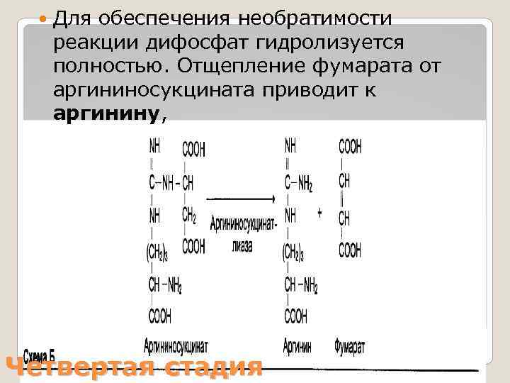  Для обеспечения необратимости реакции дифосфат гидролизуется полностью. Отщепление фумарата от аргининосукцината приводит к