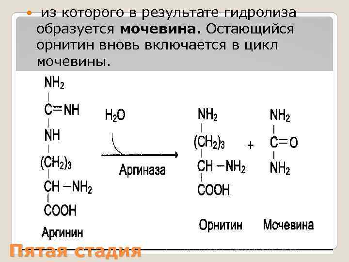 Мочевина в организме образуется при распаде