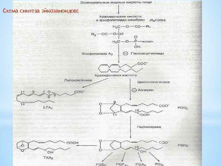 Схема синтеза эйкозаноидов: 