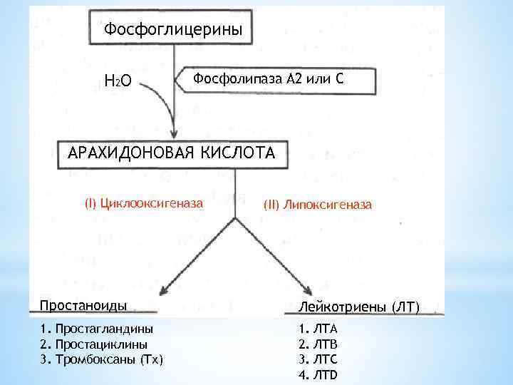 Фосфоглицерины Н 2 O Фосфолипаза А 2 или С АРАХИДОНОВАЯ КИСЛОТА (I) Циклооксигеназа (II)