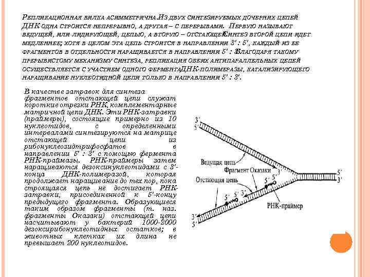 РЕПЛИКАЦИОННАЯ ВИЛКА АСИММЕТРИЧНА. ИЗ ДВУХ СИНТЕЗИРУЕМЫХ ДОЧЕРНИХ ЦЕПЕЙ ДНК ОДНА СТРОИТСЯ НЕПРЕРЫВНО, А ДРУГАЯ