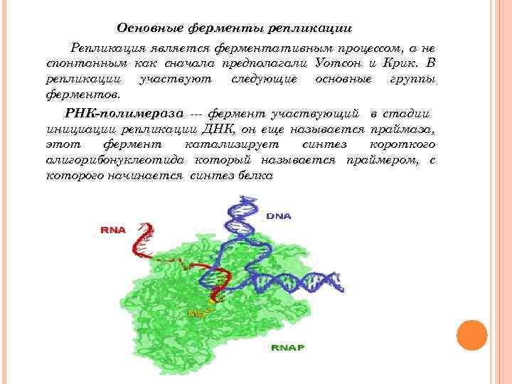 Ферменты участвующие в синтезе белка