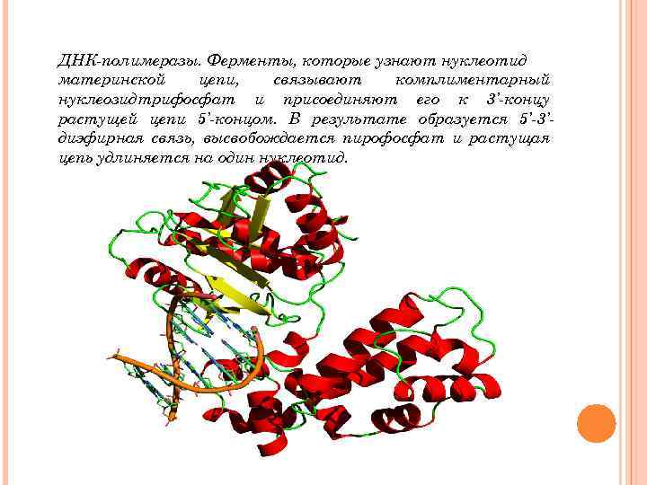 ДНК полимеразы. Ферменты, которые узнают нуклеотид материнской цепи, связывают комплиментарный нуклеозидтрифосфат и присоединяют его