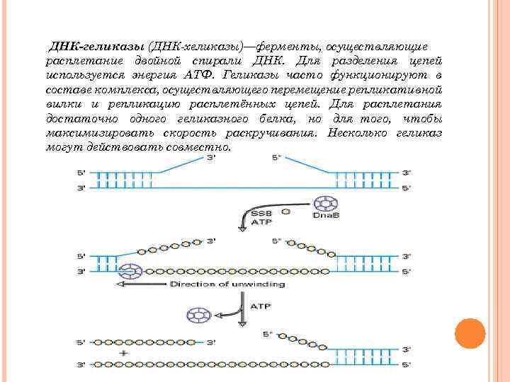 ДНК-геликазы (ДНК хеликазы)—ферменты, осуществляющие расплетание двойной спирали ДНК. Для разделения цепей используется энергия АТФ.