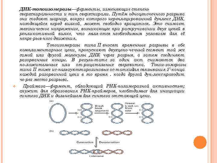 v ДНК-топоизомеразы—ферменты, изменяющие степень сверхспиральности и тип сверхспирали. Путём одноцепочечного разрыва они создают шарнир,