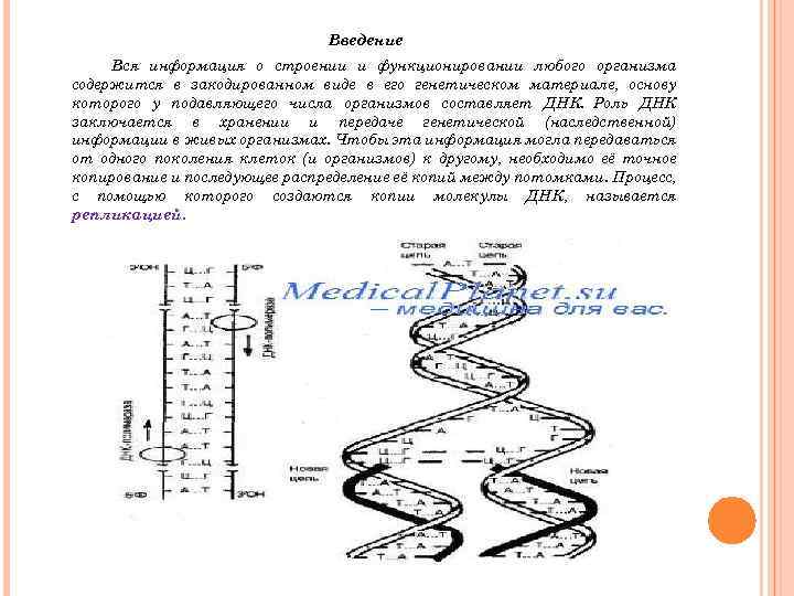  Введение Вся информация о строении и функционировании любого организма содержится в закодированном виде