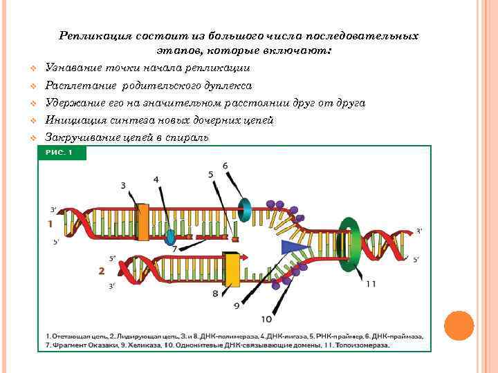 Репликация состоит из большого числа последовательных этапов, которые включают: v Узнавание точки начала репликации