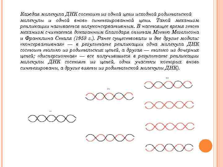 Каждая молекула ДНК состоит из одной цепи исходной родительской молекулы и одной вновь синтезированной