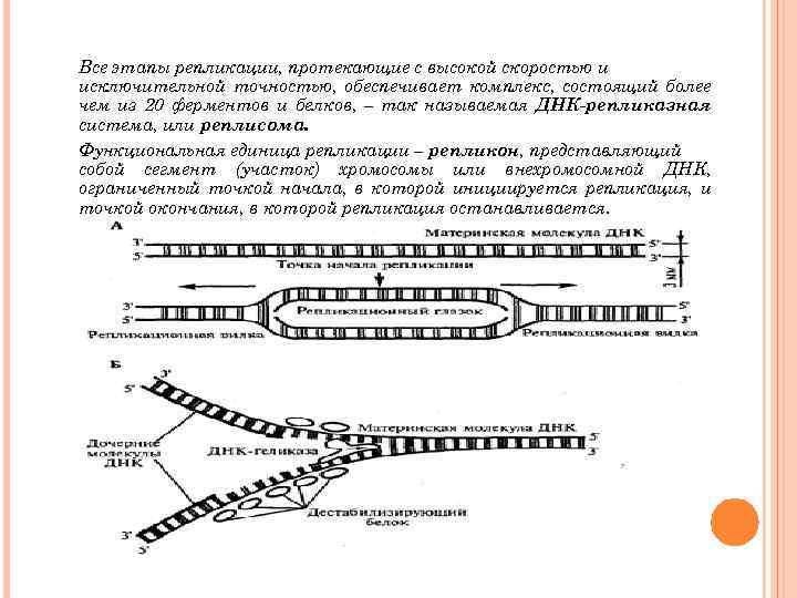 Репликация белка