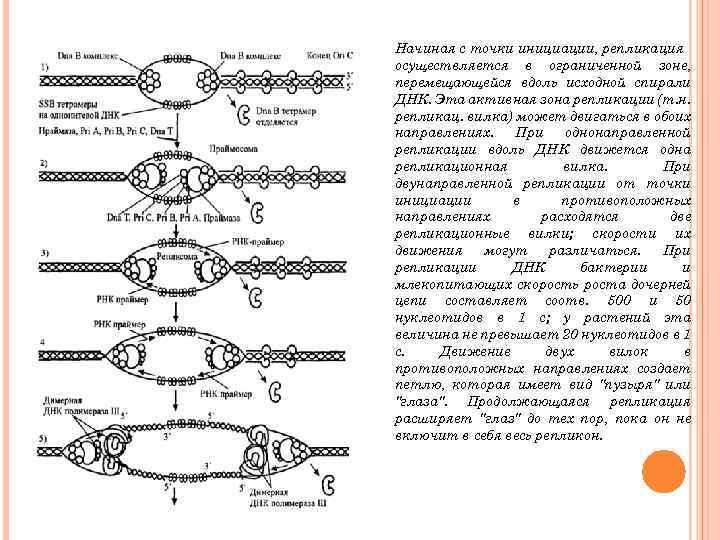 Начиная с точки инициации, репликация осуществляется в ограниченной зоне, перемещающейся вдоль исходной спирали ДНК.