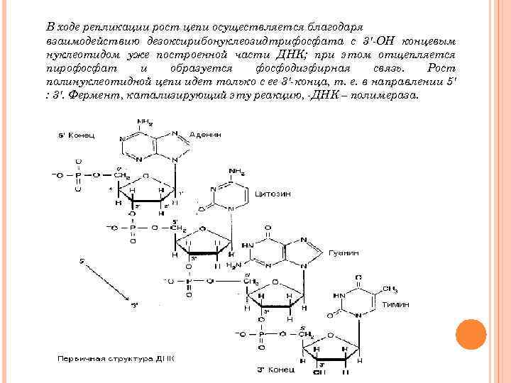 В ходе репликации рост цепи осуществляется благодаря взаимодействию дезоксирибонуклеозидтрифосфата с 3' ОН концевым нуклеотидом